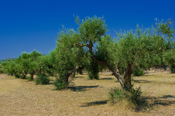 Fototapeta premium A olive grove in Zakynthos island, Hellenic Republic