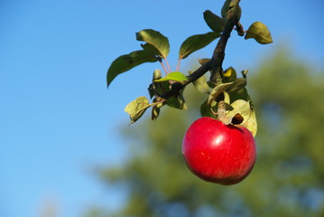 Apfel - apple 13