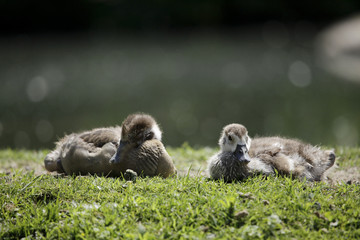 animals on zoo safari