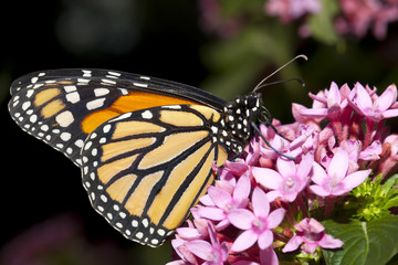 Butterfly closeup.