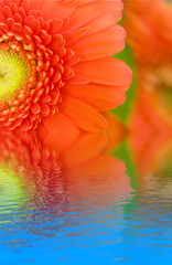 gerbera flower in water