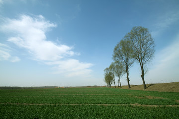 Fototapeta na wymiar drzewa i pola pszenicy