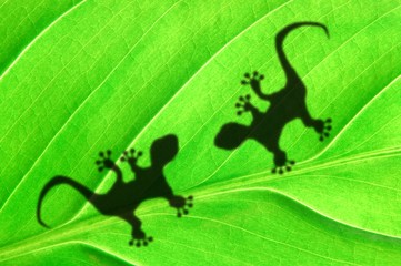 Fototapeta na wymiar green jungle leaf and gecko