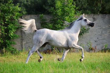 Obraz na płótnie Canvas szary koni arabskich uruchomiony kłusem na pastwisku