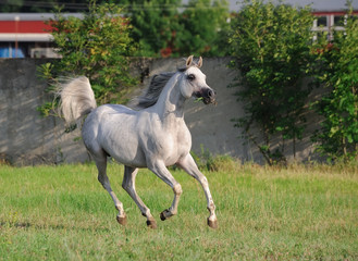 gray arabian horse running gallop on pasture