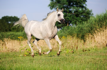 gray arabian horse running gallop on pasture