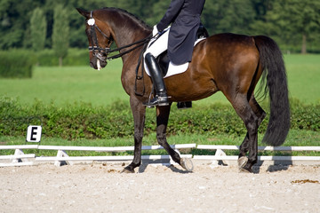 Horse dressage