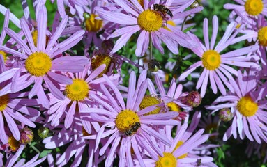 Purple daisies