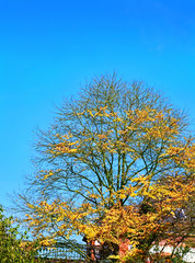 Fototapeta premium Baum im Herbst