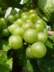 Weintrauben am Weinstock