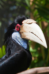 Male Hornbill