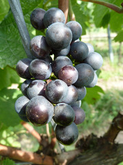 Weintrauben am Weinstock