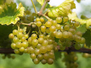 Weintrauben am Weinstock