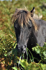Naklejka na ściany i meble wild horse on the field in Cornwall, Uk