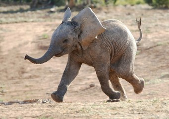 Elefantenbaby läuft