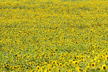 Obraz premium Sonnenblumenfeld