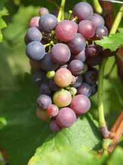 Weintrauben am Weinstock