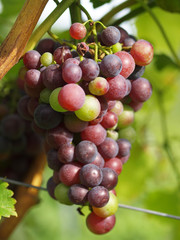 Weintrauben am Weinstock