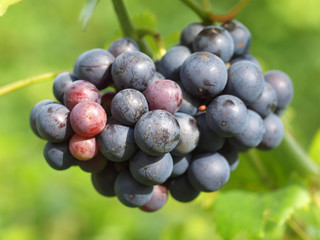 Weintrauben am Weinstock