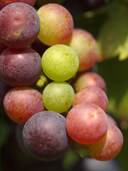 Weintrauben am Weinstock