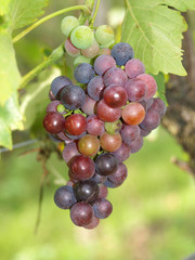 Weintrauben am Weinstock