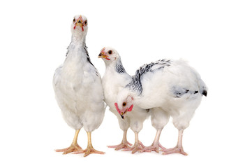 Standing chickens