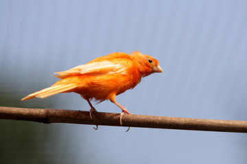 canari rouge