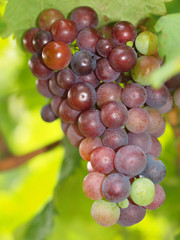 Weintrauben am Weinstock