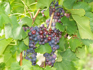 Weintrauben am Weinstock