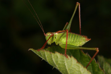 Zartschrecke (Leptophyes punctatissima)