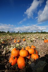 harvest in a field of pumpkins in early fall
