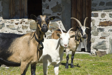 bergziege
