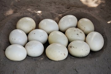 Ostrich Eggs in Nest