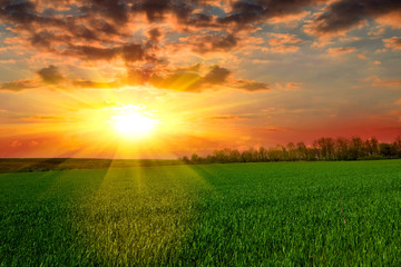 Tranquil sunset over green field