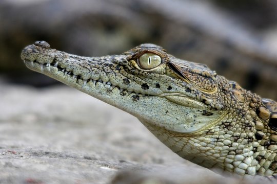 Crocodile Portrait