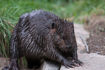 Beaver
