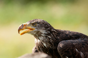 Golden eagle