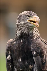 Foto op Plexiglas Golden eagle © mario beauregard
