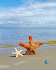 Fototapeta na wymiar Starfishes on the beach.
