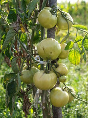 ripening tomatoes
