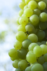 grappe de raisin blanc à vendanger