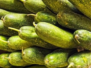 Cucumber