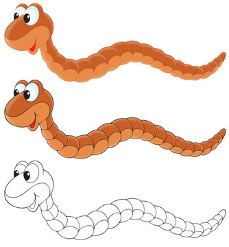 Worm