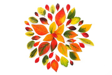 Beautiful decoration made from multicolored autumn leaves