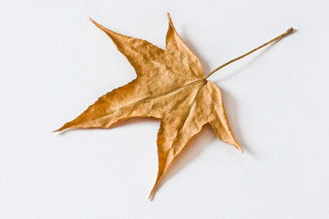 feuille morte d' érable