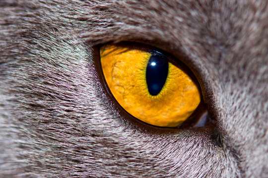 3 549 Best Felin Images Stock Photos Vectors Adobe Stock 3 549 Best Felin Images Stock Photos Vectors Adobe Stock