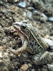 トノサマガエル