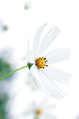 Obraz premium White flowers