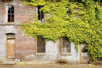 Fototapeta na wymiar Stary opuszczony budynek pokryty bluszczem