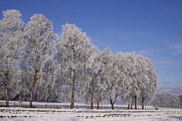 Birken im Winter, Niedersachsen - Birches in Germany
